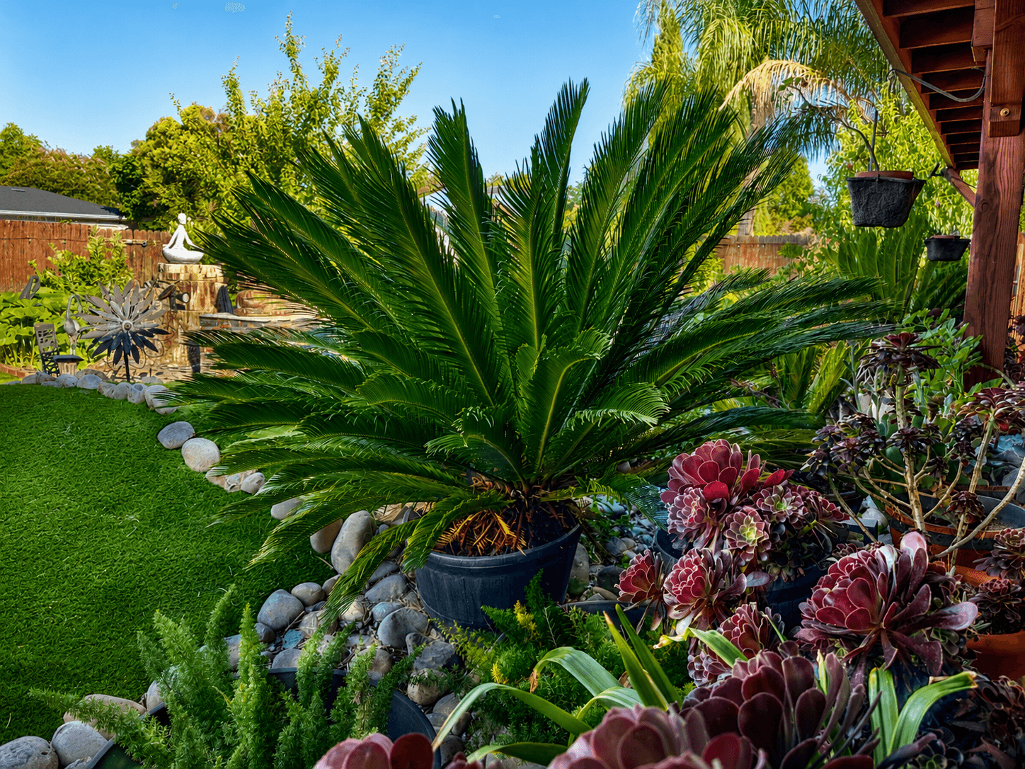 Sago palm and succulent garden at The Oaks at Garfield Carmichael